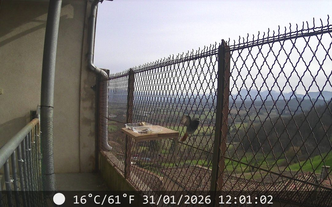 Les oiseaux de Chabrillan