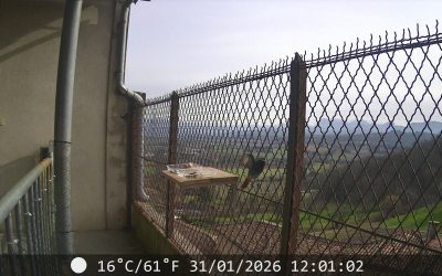 Les oiseaux de Chabrillan