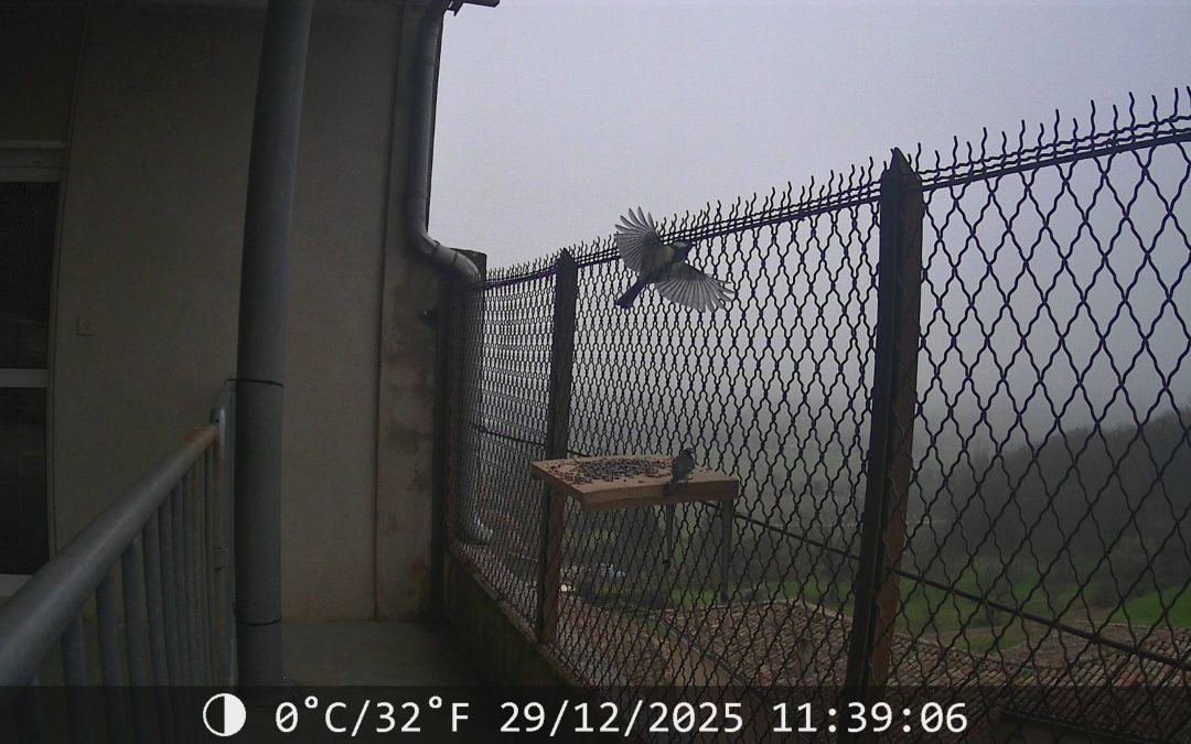 Les oiseaux de Chabrillan