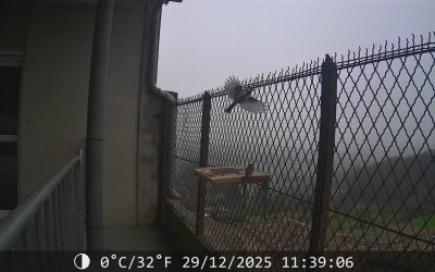 Les oiseaux de Chabrillan